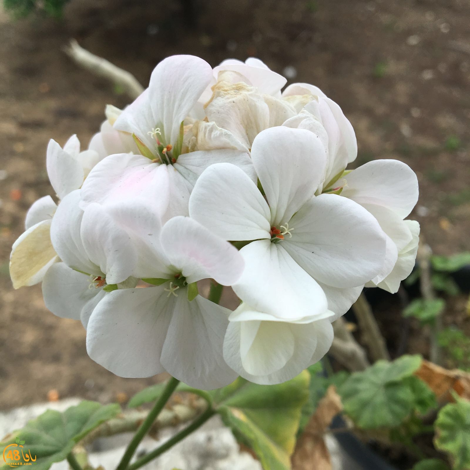 3ali turkaa (12).jpg